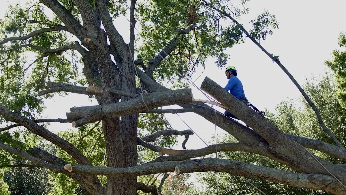 Professional Crown Thinning performed by certified arborists in Blue