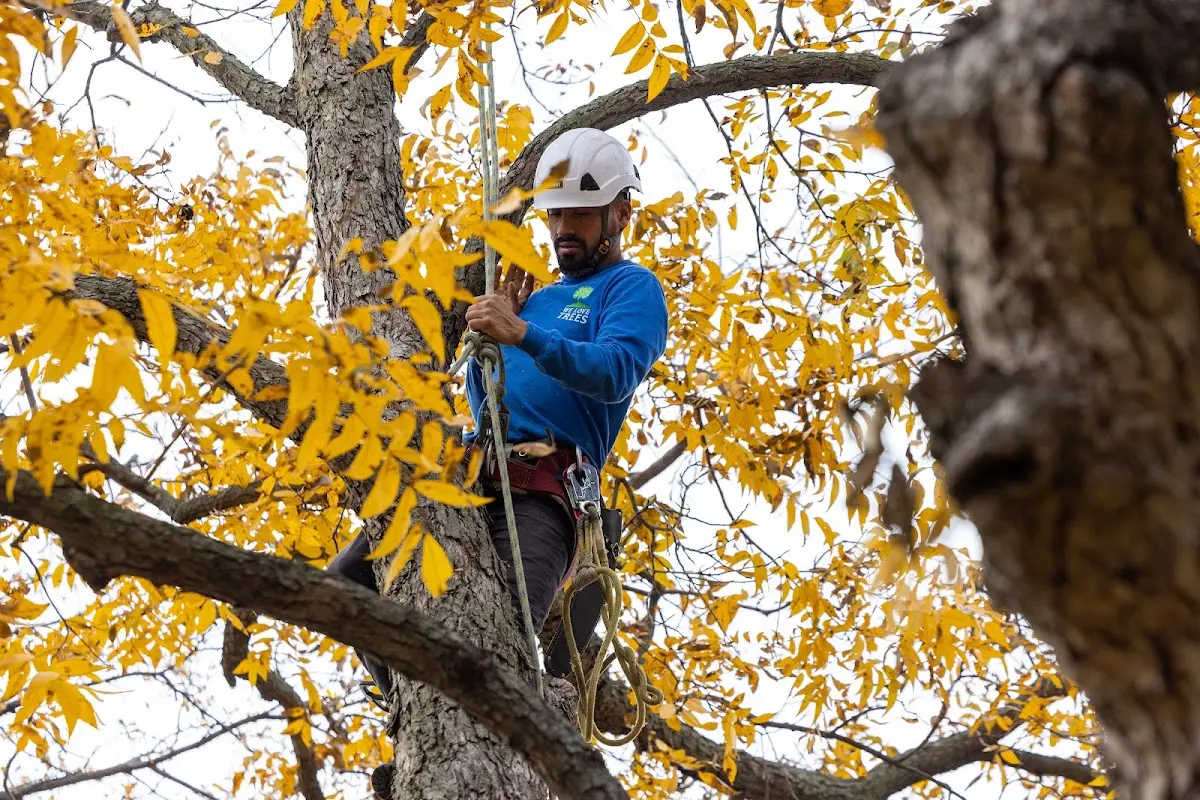 Skilled Tree Trimming crew working in Blue